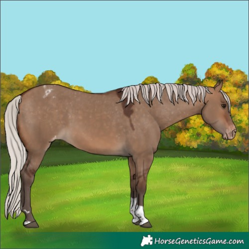 Horse Color:Silver Brown Dun Tobiano Appaloosa