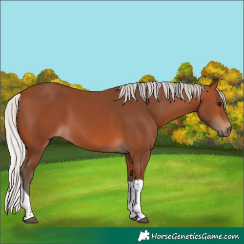 Horse Color:Silver Bay Tobiano 