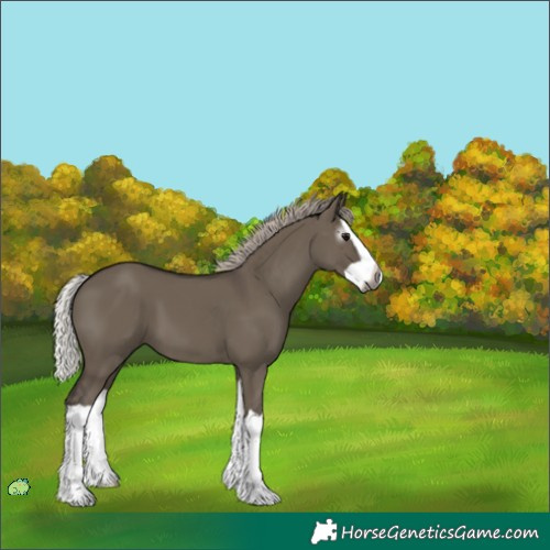 Horse Color:Unknown