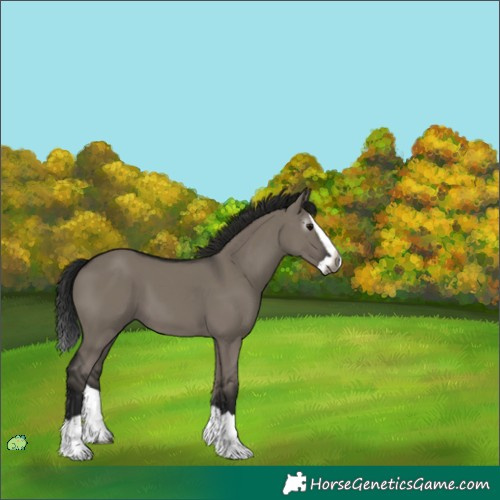 Horse Color:Unknown 