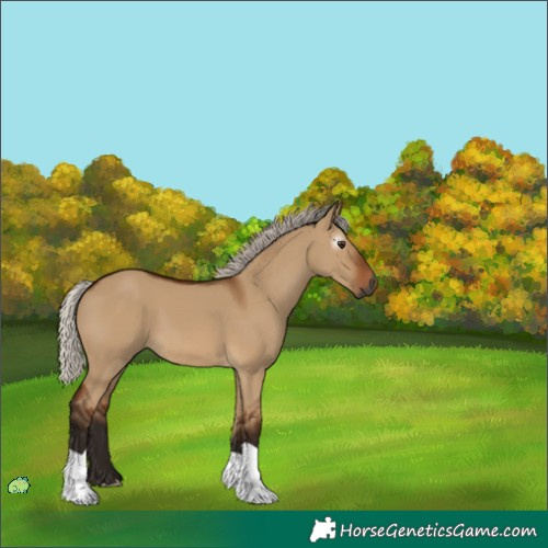 Horse Color:Unknown 