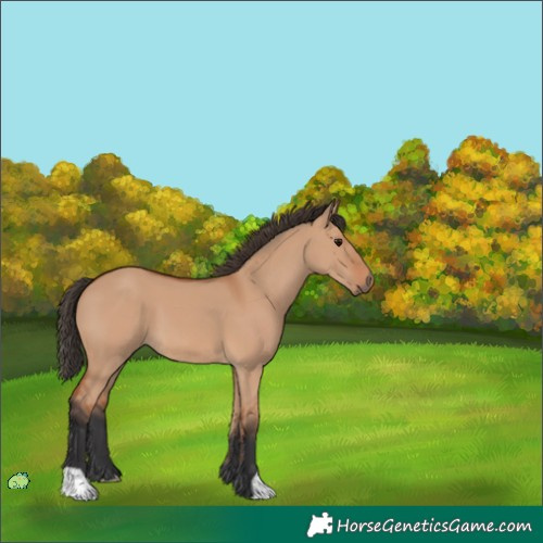 Horse Color:Unknown 