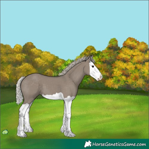 Horse Color:Unknown 