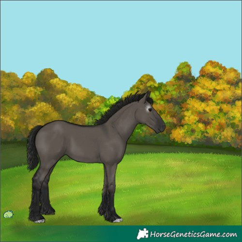 Horse Color:Unknown 