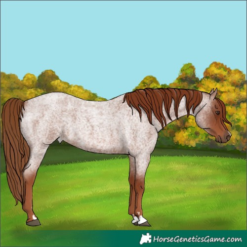 Horse Color:Red Roan