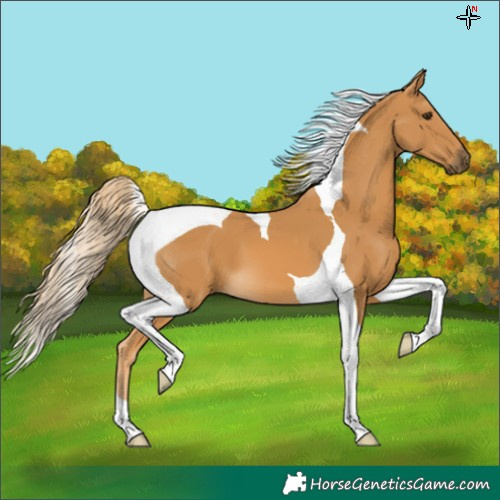 Horse Color:Palomino Tobiano