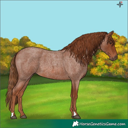 Horse Color:Red Roan 