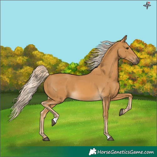 Horse Color:Palomino 