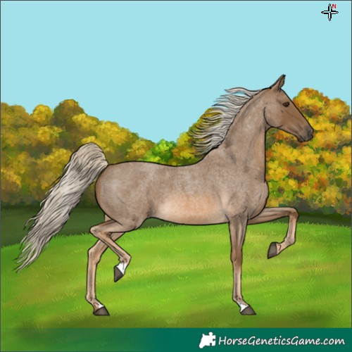Horse Color:Chocolate Palomino Roan 