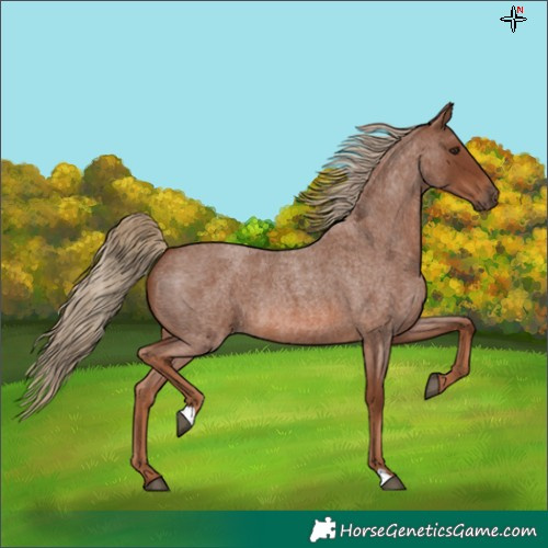 Horse Color:Red Roan