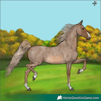Horse Color:Chocolate Palomino Roan