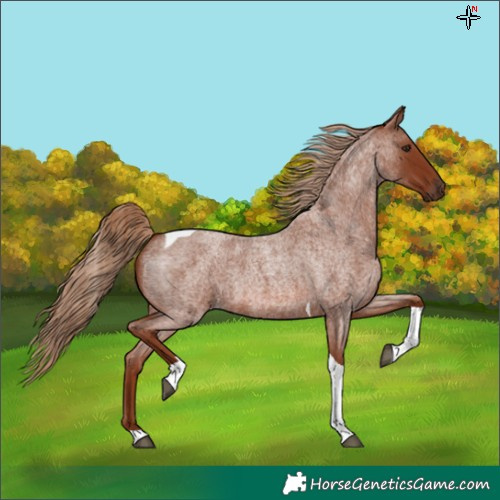 Horse Color:Red Roan Tobiano 