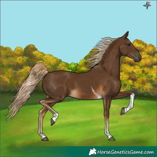 Horse Color:Chocolate Palomino Tobiano 
