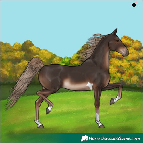Horse Color:Liver Chestnut Tobiano 