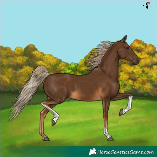 Horse Color:Chocolate Palomino Tobiano Rabicano 