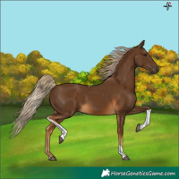 Horse Color:Chocolate Palomino Tobiano Rabicano