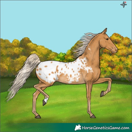Horse Color:Palomino Appaloosa 