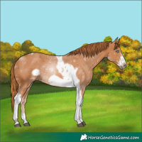 Horse Color:Chestnut Tobiano Frame