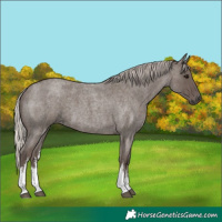 Horse Color:White Spotted Silver Blue Roan