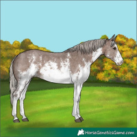 Horse Color:White Spotted Silver Black Sabino 