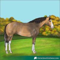 Horse Color:Buckskin Splash 