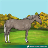 Horse Color:White Spotted Silver Grullo Rabicano