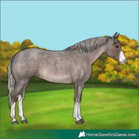 Horse Color:White Spotted Silver Blue Roan