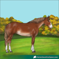 Horse Color:Chestnut 