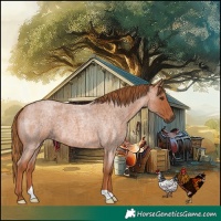 Horse Color:Red Roan 