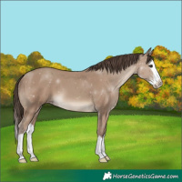 Horse Color:Classic Champagne Splash