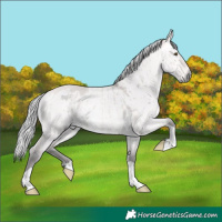 Horse Color:Platinum Silver Buckskin Dun Rabicano Brindle