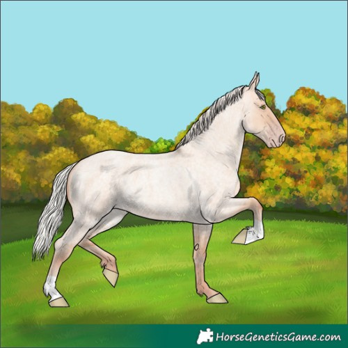 Horse Color:Silver Amber Champagne Roan Dun