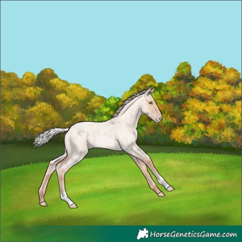 Horse Color:Silver Amber Champagne Roan Dun 