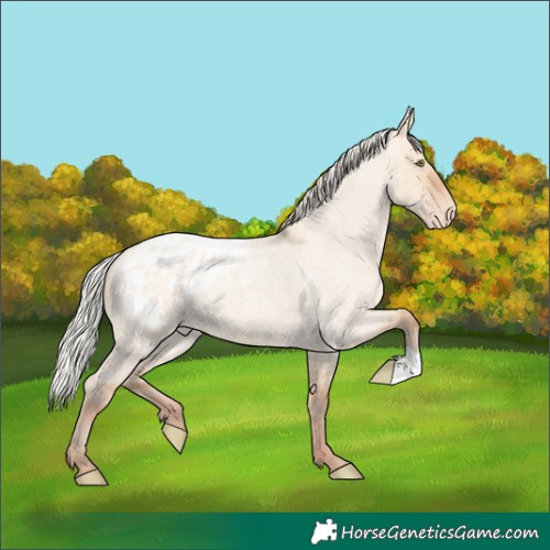 Horse Color:Silver Sable Champagne Roan Dun Appaloosa 