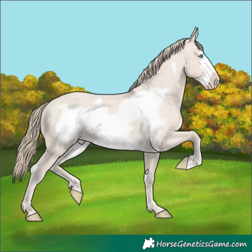Horse Color:Smoky Creme Roan Frame