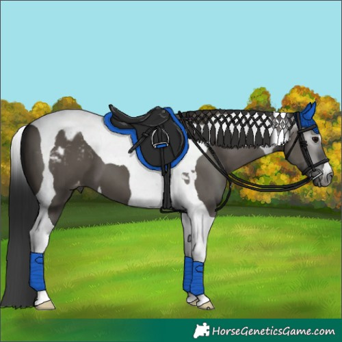 Horse Color:Gray Grullo Tobiano Varnish 