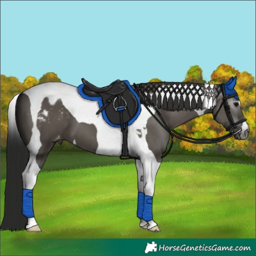 Horse Color:Gray Grullo Tobiano Appaloosa 