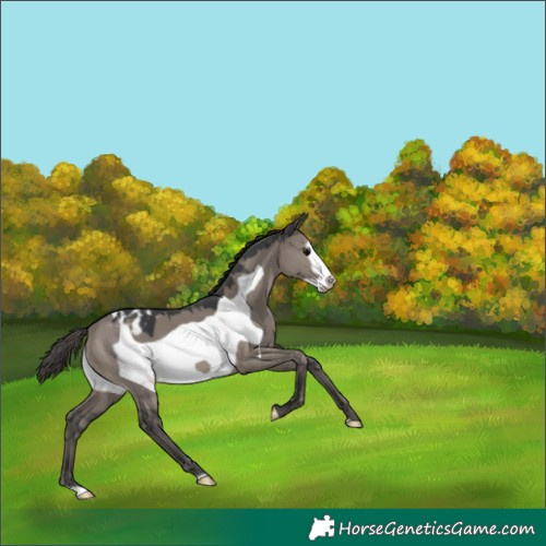 Horse Color:Unknown 