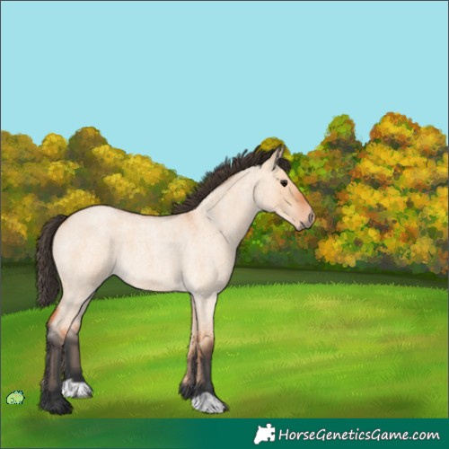 Horse Color:Unknown 