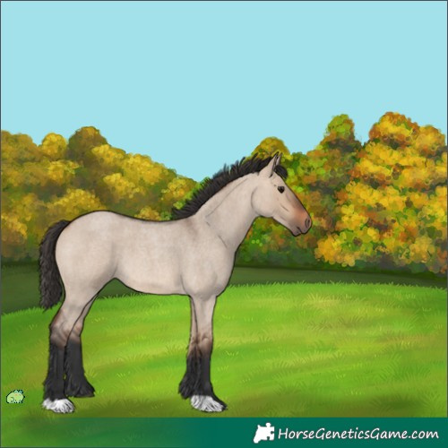 Horse Color:Unknown 