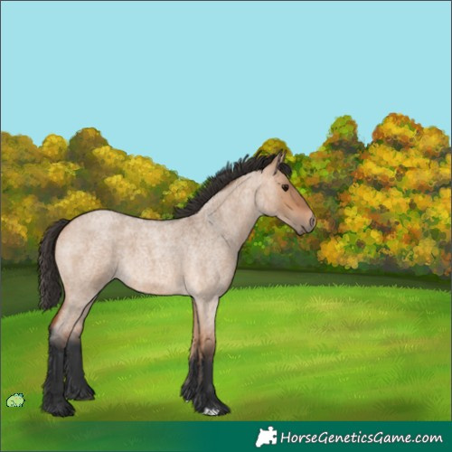 Horse Color:Unknown 