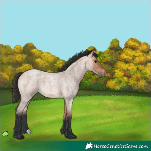 Horse Color:Unknown 