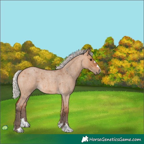 Horse Color:Unknown 