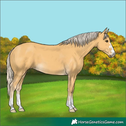 Horse Color:Palomino
