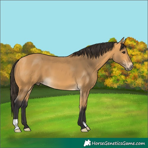 Horse Color:Buckskin