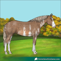 Horse Color:Chocolate Palomino Sabino 