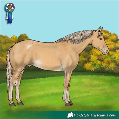 Horse Color:Palomino Dun Appaloosa
