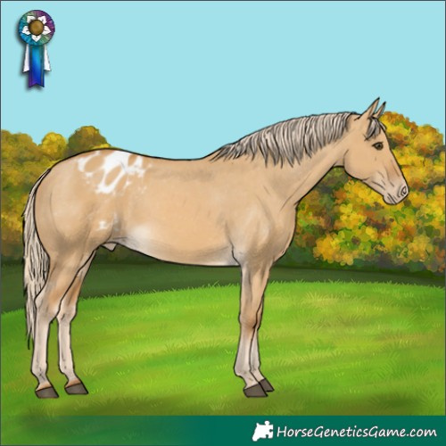 Horse Color:Palomino Dun Appaloosa