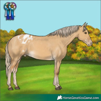 Horse Color:Palomino Dun Blanket 