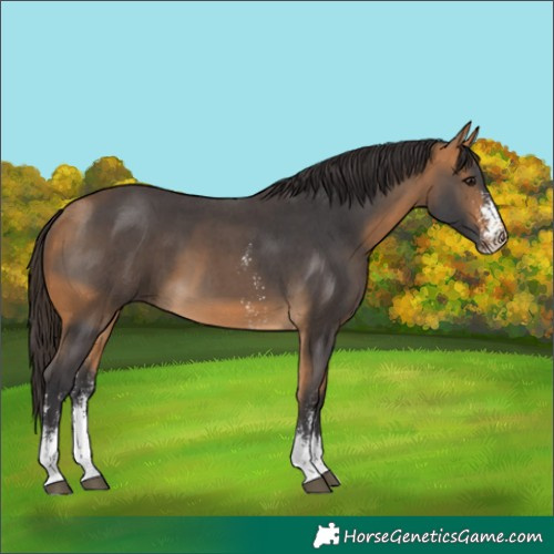 Horse Color:Buckskin Sabino 